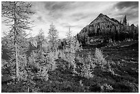 Subalpine larch (Larix lyallii) in autumn foliage at Easy Pass, North Cascades National Park.  ( black and white)