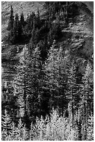 Slope with subalpine larch (Larix lyallii) in autumn, Easy Pass, North Cascades National Park.  ( black and white)