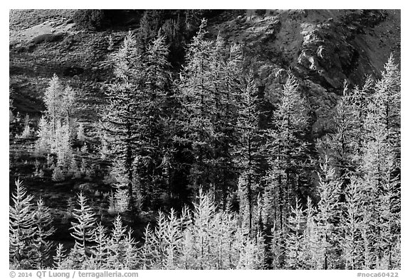 Alpine larch trees (Larix lyallii) with golden needles, Easy Pass, North Cascades National Park.  (black and white)