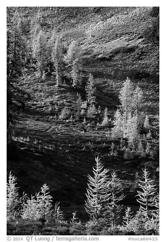 Slope with alpine larch with yellow autumn needles, Easy Pass, North Cascades National Park.  (black and white)