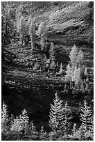 Slope with alpine larch with yellow autumn needles, Easy Pass, North Cascades National Park.  ( black and white)