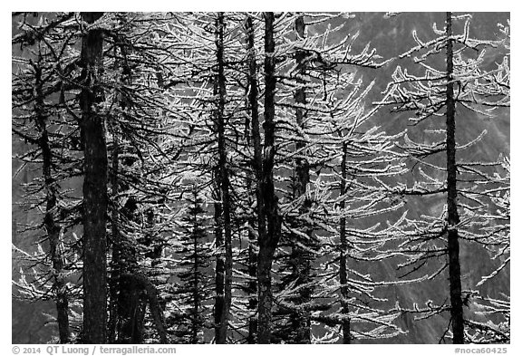 Trunks and golden needles, alpine larch in autum, North Cascades National Park.  (black and white)