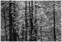 Trunks and golden needles, alpine larch in autum, North Cascades National Park.  ( black and white)