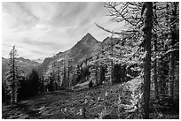 Alpine larch in autumn and Ragged Ridge, North Cascades National Park.  ( black and white)