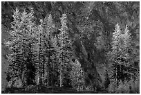 Alpine larch in autumn and rock wall, Easy Pass, North Cascades National Park.  ( black and white)