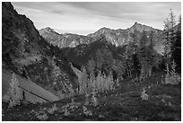 Alpine larch and mountains at sunset, Easy Pass, North Cascades National Park.  ( black and white)