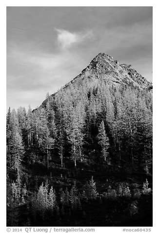 Alpine larch and peak at sunset, Easy Pass, North Cascades National Park.  (black and white)