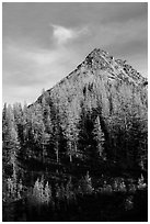 Alpine larch and peak at sunset, Easy Pass, North Cascades National Park.  ( black and white)