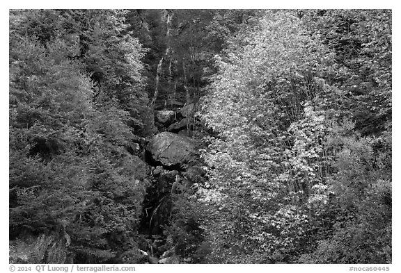 Waterfall in gully bordered by trees in fall foliage, North Cascades National Park Service Complex.  (black and white)