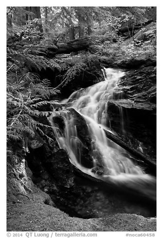 Creek cascading in forest, North Cascades National Park Service Complex.  (black and white)