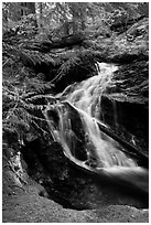 Creek cascading in forest, North Cascades National Park Service Complex.  ( black and white)