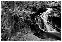 Creek in forest, North Cascades National Park Service Complex.  ( black and white)