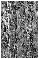 Tree trunks covered with epiphytic moss, North Cascades National Park Service Complex.  ( black and white)