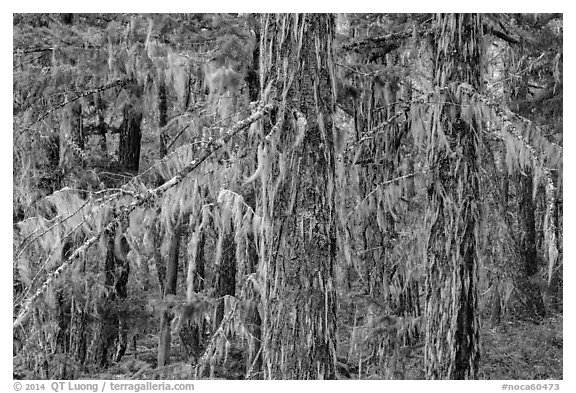Epiphytic moss on trees, Lake Ross trail, North Cascades National Park Service Complex.  (black and white)