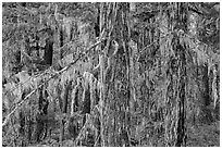 Epiphytic moss on trees, Lake Ross trail, North Cascades National Park Service Complex.  ( black and white)