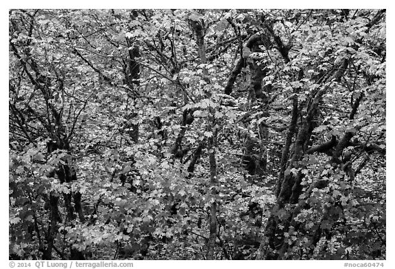 Close-up of trees in fall foliage, Thunder Creek, North Cascades National Park Service Complex.  (black and white)