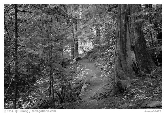 Thunder Creek trail, North Cascades National Park Service Complex.  (black and white)