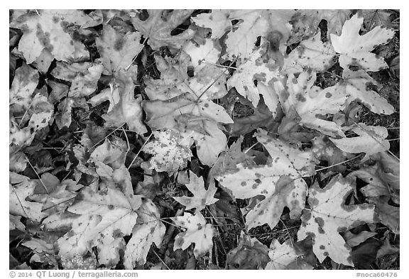 Close-up of fallen leaves, North Cascades National Park Service Complex.  (black and white)