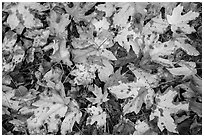 Close-up of fallen leaves, North Cascades National Park Service Complex.  ( black and white)