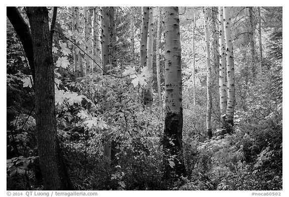 Aspen in autumn, North Cascades National Park.  (black and white)