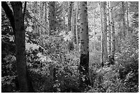 Aspen in autumn, North Cascades National Park.  ( black and white)