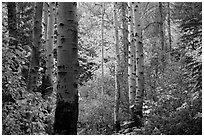 Aspen trunks and autumn colors, North Cascades National Park.  ( black and white)