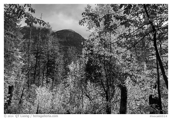 Autumn foliage and McGregor Mountain, North Cascades National Park.  (black and white)