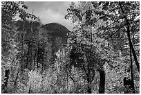 Autumn foliage and McGregor Mountain, North Cascades National Park.  ( black and white)