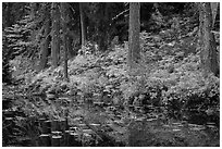 Shore reflection, Coon Lake, North Cascades National Park Service Complex.  ( black and white)