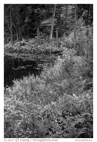 Shore in autumn, Coon Lake, North Cascades National Park Service Complex.  (black and white)
