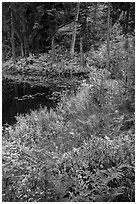Shore in autumn, Coon Lake, North Cascades National Park Service Complex.  ( black and white)