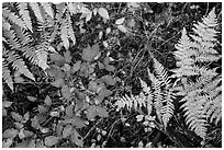 Close-up of ferns and berry plants in autumn, North Cascades National Park Service Complex.  ( black and white)