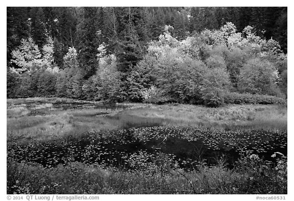 Pond in autumn, North Cascades National Park Service Complex.  (black and white)