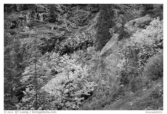 Trees and cliffs in autumn, North Cascades National Park Service Complex.  (black and white)