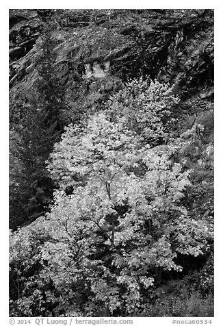 Vine maple in fall foliage against cliffs, North Cascades National Park Service Complex.  (black and white)