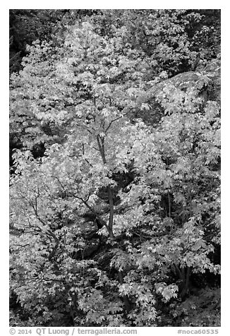 Vine maple in autumn foliage and boulder, North Cascades National Park Service Complex.  (black and white)
