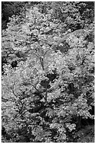 Vine maple in autumn foliage and boulder, North Cascades National Park Service Complex.  ( black and white)