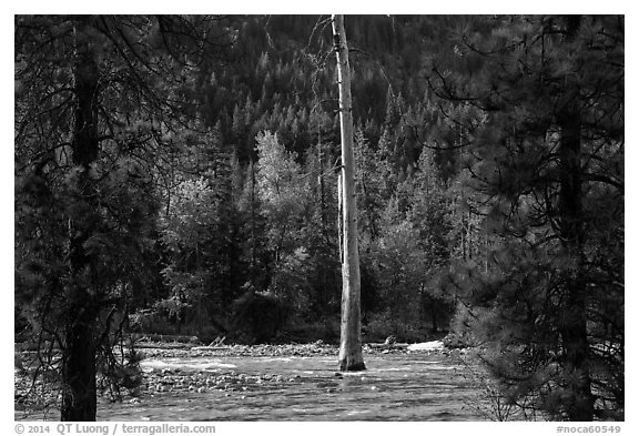 Lone dead tree standing in Stehekin River, North Cascades National Park Service Complex.  (black and white)