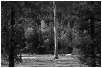 Lone dead tree standing in Stehekin River, North Cascades National Park Service Complex.  ( black and white)