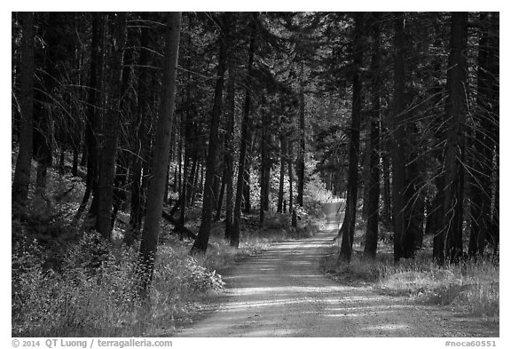 Road in forest, Stehekin Valley, North Cascades National Park Service Complex.  (black and white)