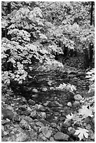 Stream and trees in autum foliage, Stehekin, North Cascades National Park Service Complex.  ( black and white)