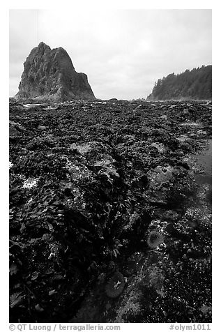 Tidepool at Rialto beach. Olympic National Park (black and white)