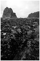Tidepool at Rialto beach. Olympic National Park, Washington, USA. (black and white)
