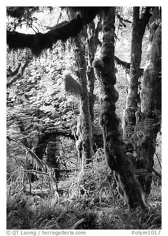 Epiphytic spikemoss on maple trees, Hoh rain forest. Olympic National Park (black and white)