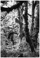 Epiphytic spikemoss on maple trees, Hoh rain forest. Olympic National Park ( black and white)