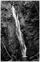 Mossy waterfall , Elwha valley. Olympic National Park ( black and white)