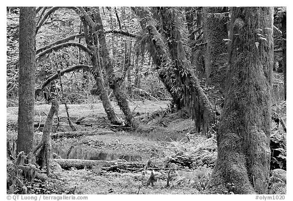 Mosses, trees, and pond, Quinault rain forest. Olympic National Park (black and white)