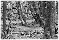 Mosses, trees, and pond, Quinault rain forest. Olympic National Park, Washington, USA. (black and white)