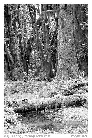 Mosses and trees, Quinault rain forest. Olympic National Park, Washington, USA.