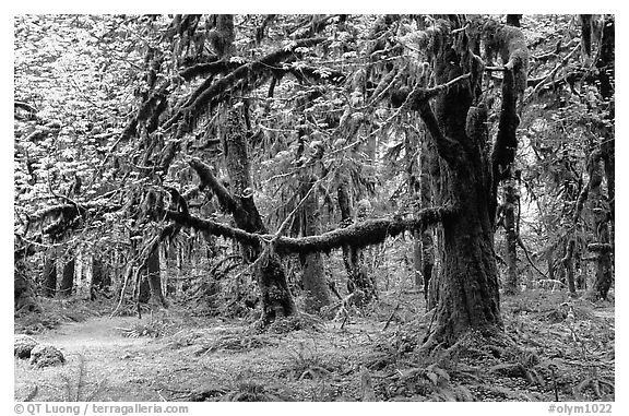 Green Mosses and trees, Quinault rain forest. Olympic National Park (black and white)